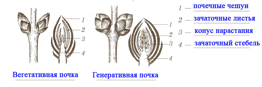 Решение рисунок 1