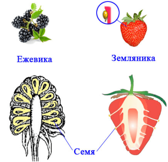 Решение рисунок 1